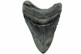 Fossil Megalodon Tooth - South Carolina #207957-1
